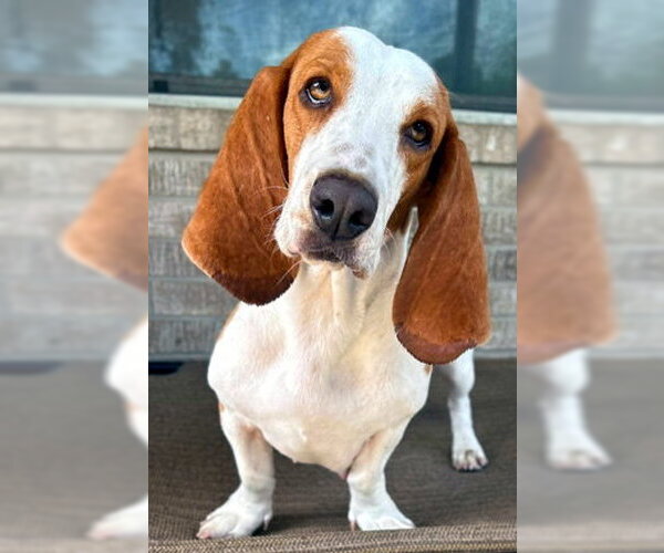 Medium Photo #2 Basset Hound Puppy For Sale in Deepwater, NJ, USA