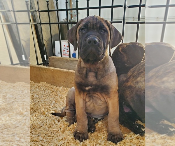 Medium Photo #6 Presa Canario Puppy For Sale in Cobourg, Ontario, Canada