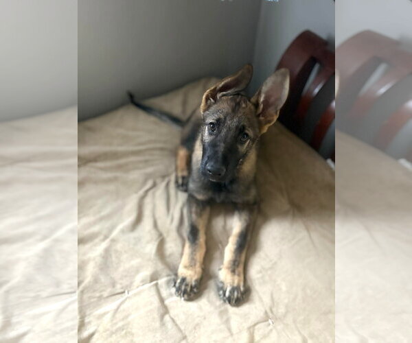 Medium Photo #7 German Shepherd Dog Puppy For Sale in Gretna, NE, USA