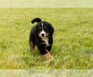 Bernese Mountain Dog Puppy for sale in SHIPSHEWANA, IN, USA