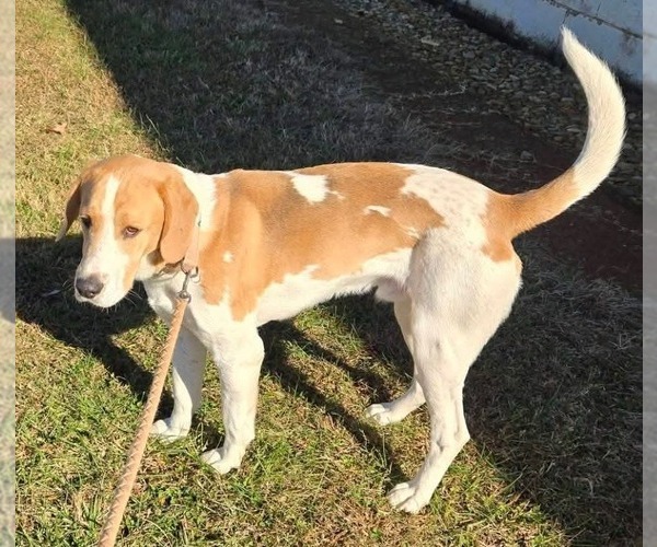 Medium Photo #5 Bassetdor Puppy For Sale in Rustburg, VA, USA