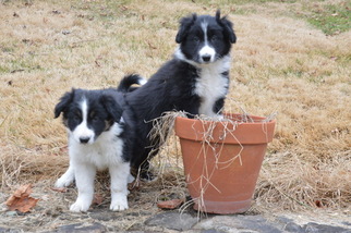Border Collie Puppy for sale in GLENMOORE, PA, USA