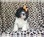 Small #2 Cavapoo