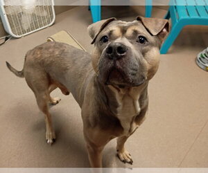 Mutt Dogs for adoption in La Porte, IN, USA