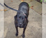 Small #3 American Staffordshire Terrier Mix