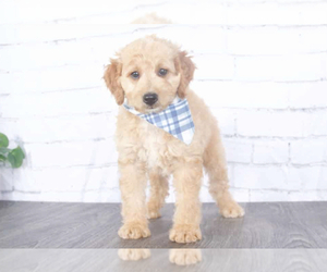 Goldendoodle (Miniature) Puppy for sale in RED LION, PA, USA