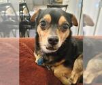 Small Chihuahua