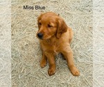 Small Photo #2 Golden Retriever Puppy For Sale in BEDFORD, TX, USA