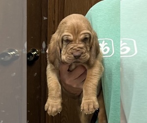 Bloodhound Puppy for sale in FORT MORGAN, CO, USA