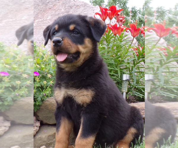 Medium Photo #5 Rottweiler Puppy For Sale in MILLERSBURG, OH, USA