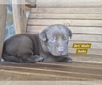 Small Photo #36 Labrador Retriever Puppy For Sale in EDGEWOOD, TX, USA