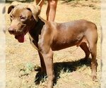 Small #3 Chocolate Labrador retriever Mix