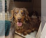 Small Photo #1 Dachshund Puppy For Sale in Sioux Falls, SD, USA