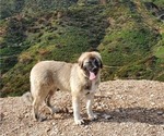 Small Photo #42 Anatolian Shepherd-Great Pyrenees Mix Puppy For Sale in AGOURA HILLS, CA, USA