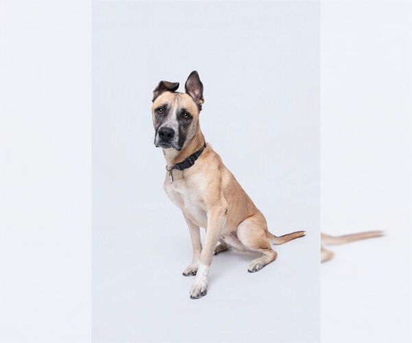 Medium Photo #3 Akita-Great Dane Mix Puppy For Sale in Forestville, MD, USA