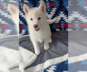 Pomsky Puppy for sale in ORANGE PARK, FL, USA