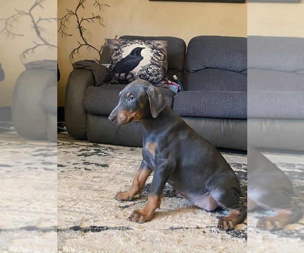 Medium Photo #2 Doberman Pinscher Puppy For Sale in YUCCA VALLEY, CA, USA
