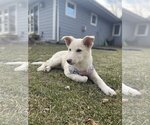 Small Photo #2 Australian Shepherd-German Shepherd Dog Mix Puppy For Sale in Crystal , MN, USA