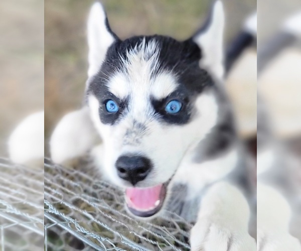 Medium Photo #1 Siberian Husky Puppy For Sale in OHIO CITY, OH, USA