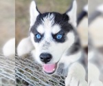 Small Siberian Husky