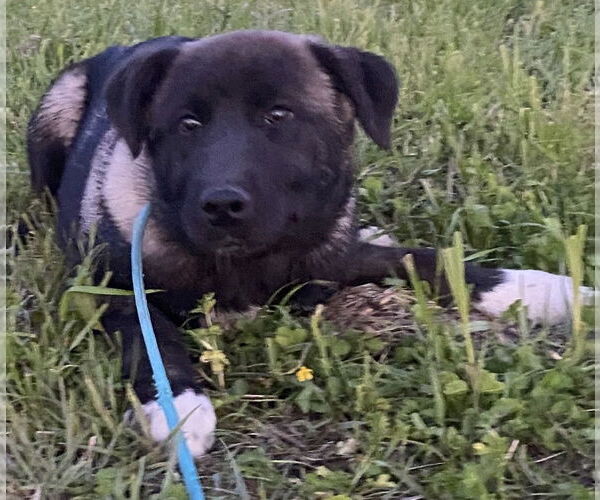 Medium Photo #1 Akita-Anatolian Shepherd Mix Puppy For Sale in Pottstown, PA, USA