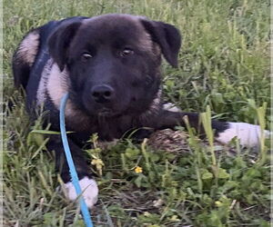 Akita-Anatolian Shepherd Mix Dogs for adoption in Pottstown, PA, USA