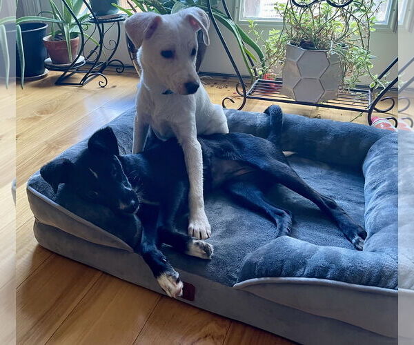 Medium Photo #9 Chihuahua-Labrador Retriever Mix Puppy For Sale in Virginia Beach, VA, USA