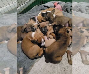 Mutt Dogs for adoption in Sequim, WA, USA