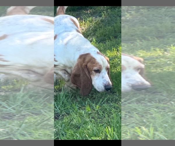 Medium Photo #5 Basset Hound Puppy For Sale in Valrico, FL, USA