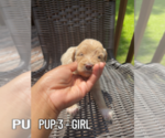 Small #2 Goldendoodle