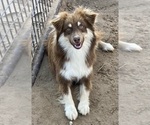 Small Photo #1 Miniature Australian Shepherd Puppy For Sale in FORT MORGAN, CO, USA
