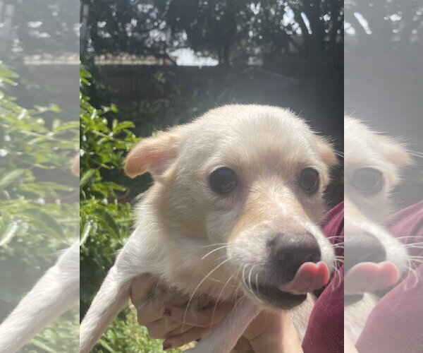 Medium Photo #2 Chihuahua Puppy For Sale in San Diego, CA, USA