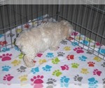 Small Photo #8 Havanese-Poodle (Toy) Mix Puppy For Sale in ORO VALLEY, AZ, USA