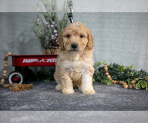 Medium Poodle (Miniature)