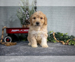 Puppy Sylvie Poodle (Miniature)