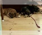 Small #2 Mutt