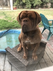 Mother of the Dogue de Bordeaux puppies born on 01/25/2018