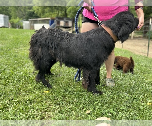 Medium Photo #1 Newfoundland Puppy For Sale in OLIVE HILL, KY, USA