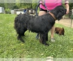 Small Photo #1 Newfoundland Puppy For Sale in OLIVE HILL, KY, USA