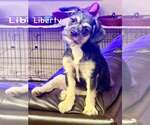 Small #2 Border Terrier Mix