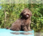 Small #7 ShihPoo