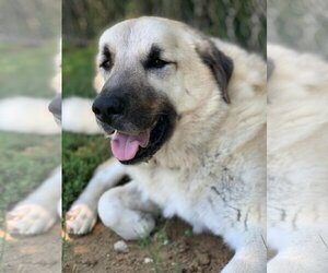 Anatolian Shepherd-Unknown Mix Dogs for adoption in Stafford, VA, USA