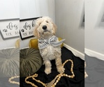 Small Photo #17 Goldendoodle Puppy For Sale in SAINT LOUIS, MO, USA