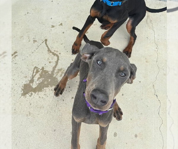 Medium Photo #1 Doberman Pinscher-Unknown Mix Puppy For Sale in Waterford, VA, USA