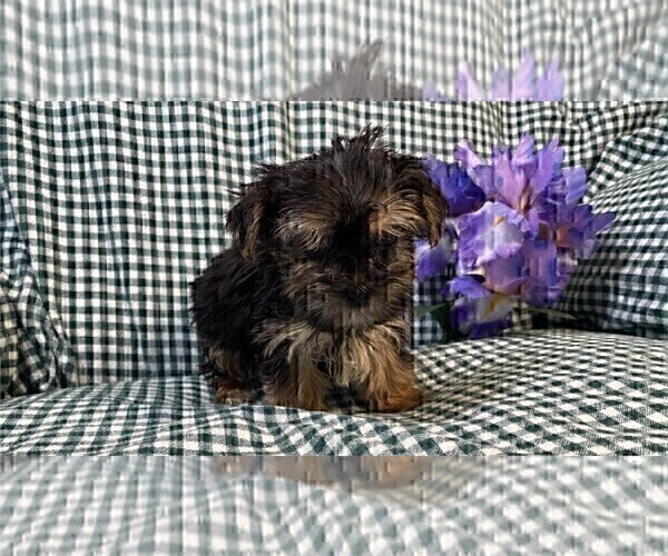 Medium Photo #8 Yorkshire Terrier Puppy For Sale in DALLAS, TX, USA