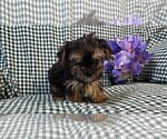 Small #7 Yorkshire Terrier