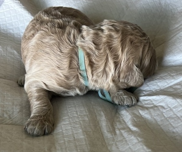 Medium Photo #4 Goldendoodle Puppy For Sale in PHOENIX, AZ, USA