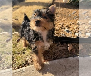 Yorkshire Terrier Puppy for sale in ROCKWALL, TX, USA