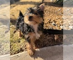 Small Yorkshire Terrier
