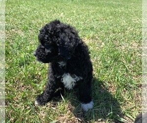 Portuguese Water Dog Puppy for sale in LAKEVIEW, MI, USA